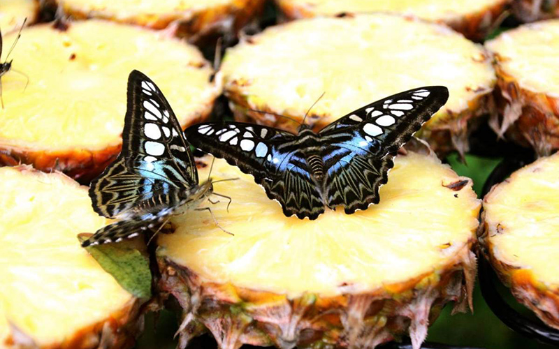Two butterflies resting on slices of cut pineapple